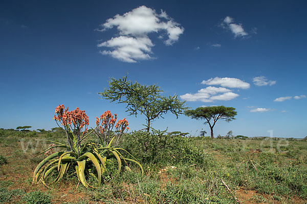 Aethiopien (Ethiopia)