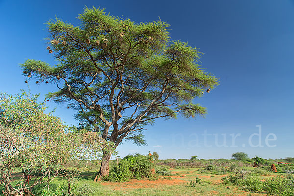 Aethiopien (Ethiopia)