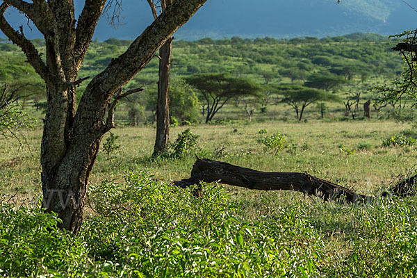 Aethiopien (Ethiopia)