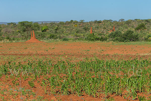 Aethiopien (Ethiopia)