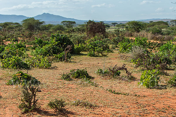 Aethiopien (Ethiopia)