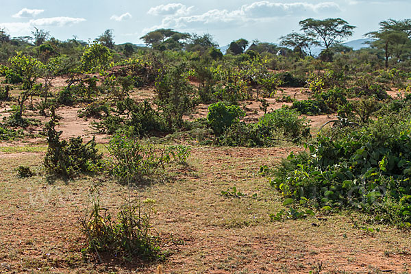 Aethiopien (Ethiopia)