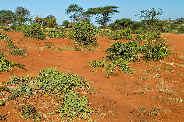 Aethiopien (Ethiopia)