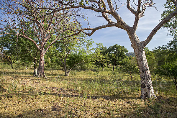 Aethiopien (Ethiopia)