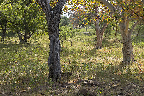 Aethiopien (Ethiopia)