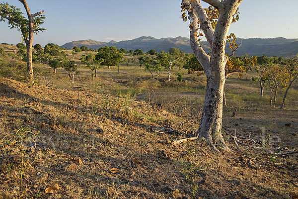 Aethiopien (Ethiopia)