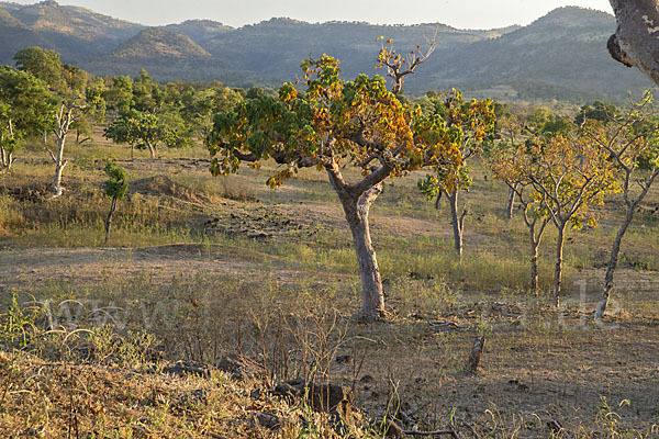 Aethiopien (Ethiopia)