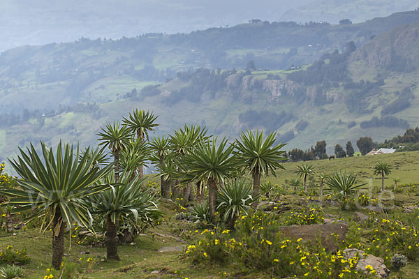 Aethiopien (Ethiopia)