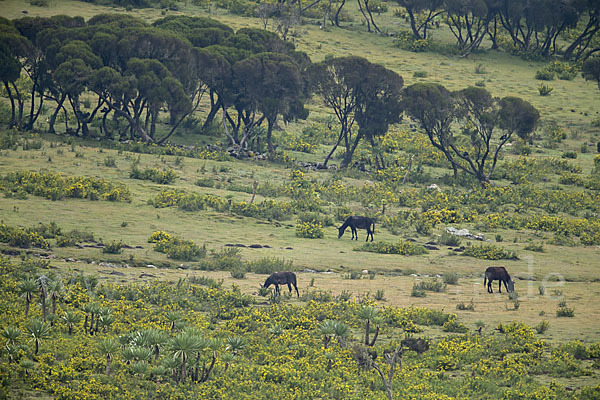 Aethiopien (Ethiopia)