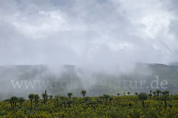 Aethiopien (Ethiopia)