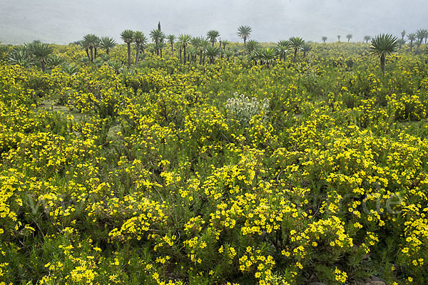 Aethiopien (Ethiopia)