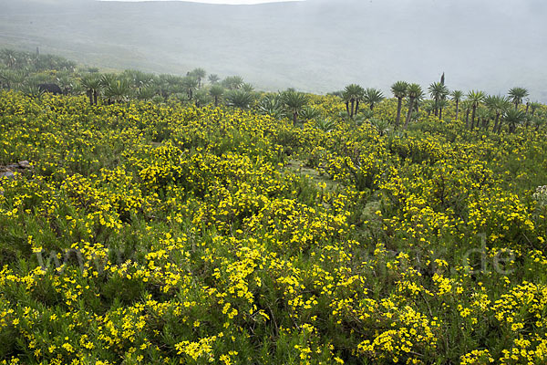 Aethiopien (Ethiopia)