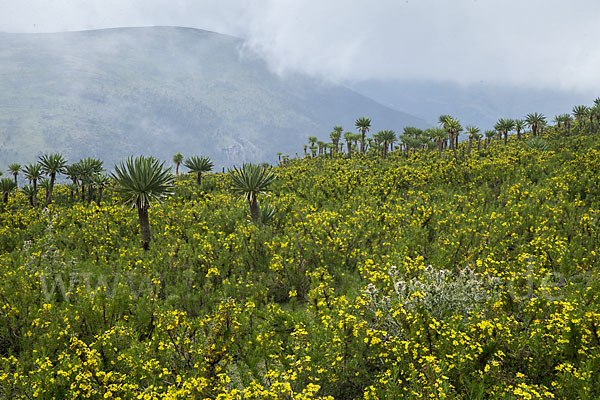 Aethiopien (Ethiopia)