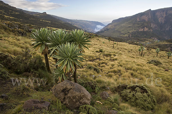 Aethiopien (Ethiopia)