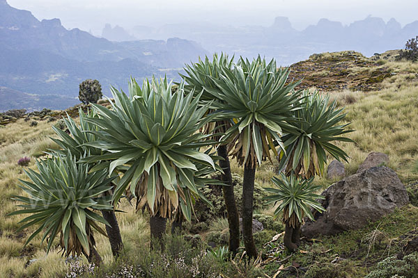 Aethiopien (Ethiopia)