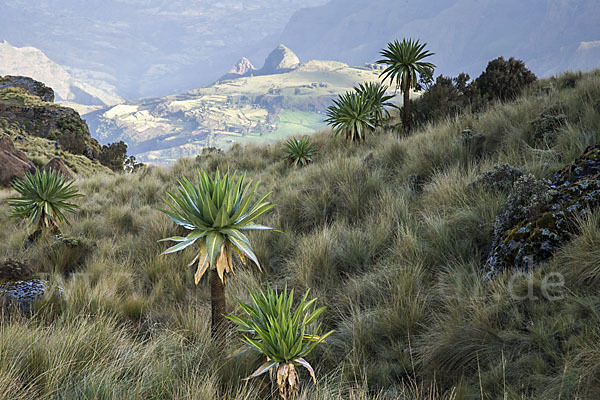 Aethiopien (Ethiopia)