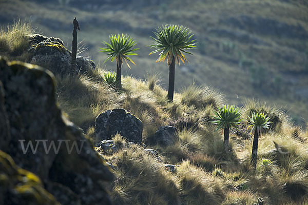 Aethiopien (Ethiopia)