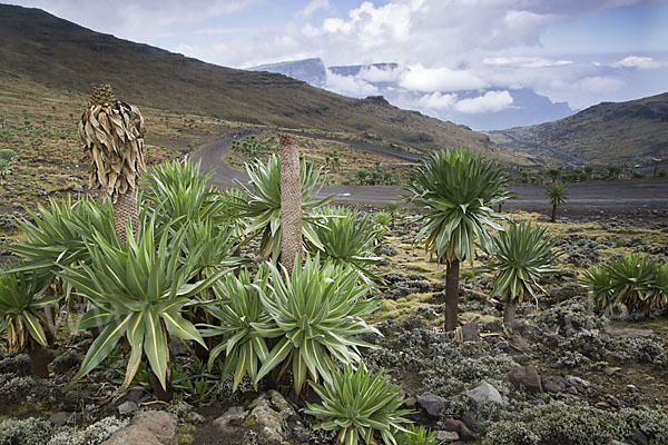 Aethiopien (Ethiopia)