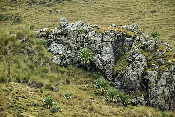 Aethiopien (Ethiopia)