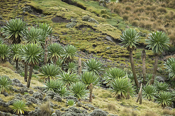 Aethiopien (Ethiopia)