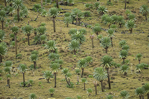 Aethiopien (Ethiopia)