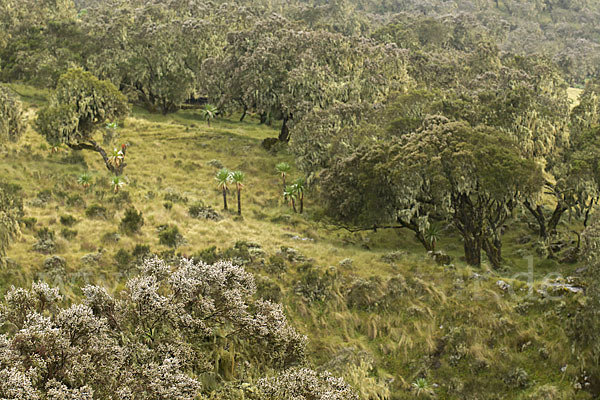 Aethiopien (Ethiopia)