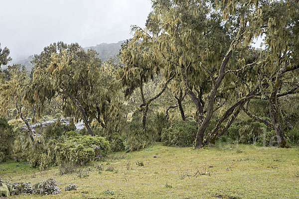 Aethiopien (Ethiopia)