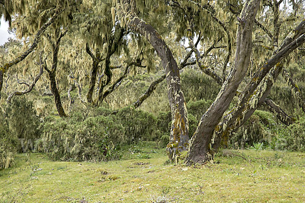 Aethiopien (Ethiopia)