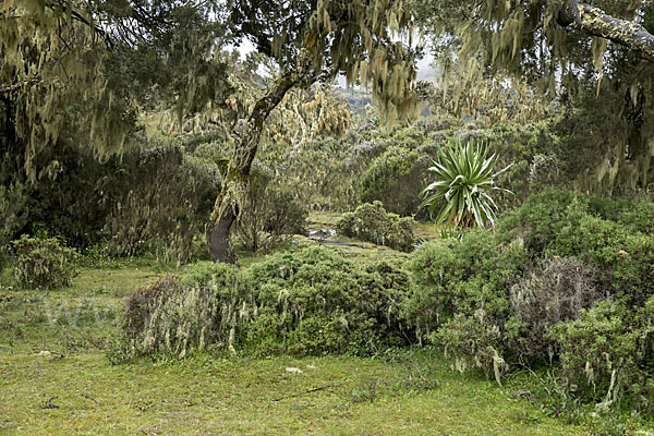 Aethiopien (Ethiopia)