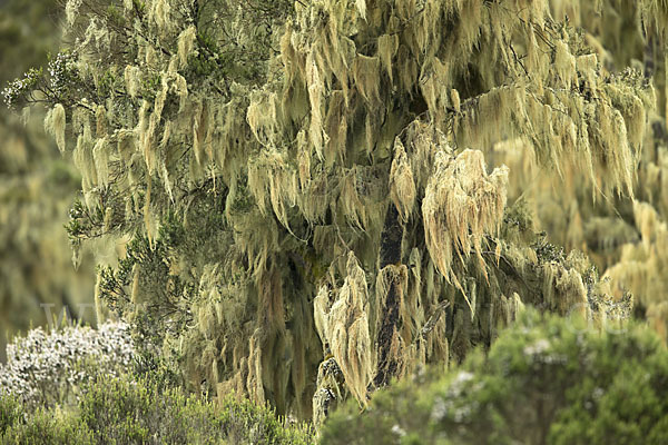 Aethiopien (Ethiopia)