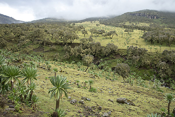 Aethiopien (Ethiopia)