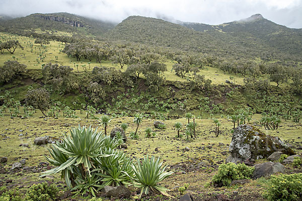 Aethiopien (Ethiopia)