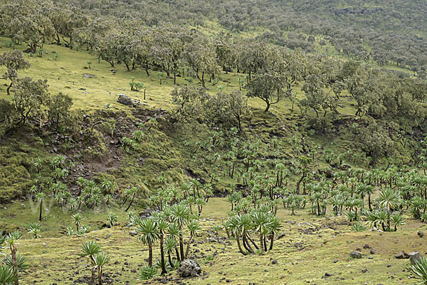 Aethiopien (Ethiopia)