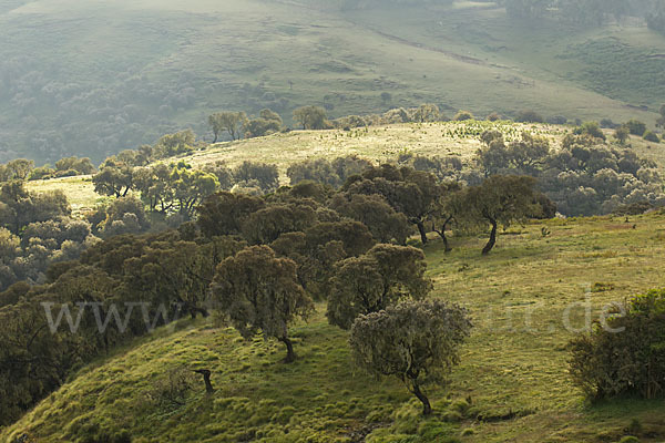 Aethiopien (Ethiopia)