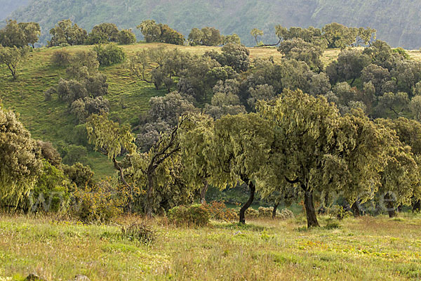 Aethiopien (Ethiopia)