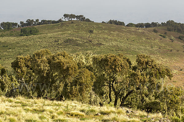 Aethiopien (Ethiopia)