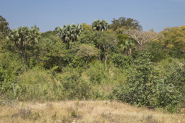 Aethiopien (Ethiopia)