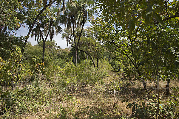 Aethiopien (Ethiopia)