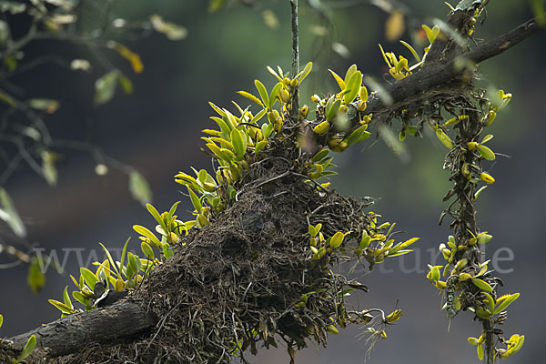 Aethiopien (Ethiopia)