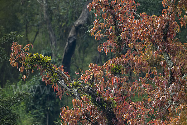 Aethiopien (Ethiopia)