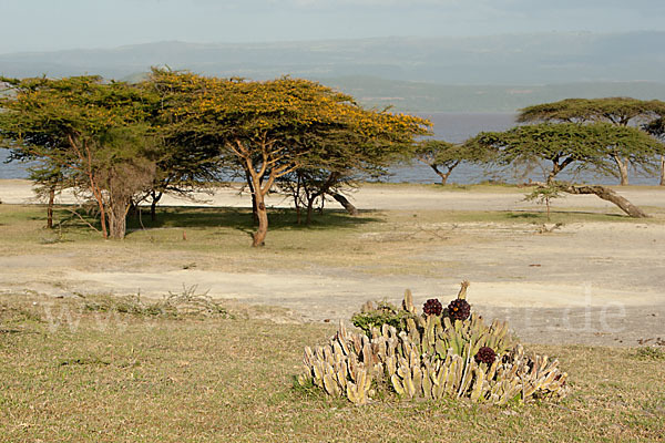 Aethiopien (Ethiopia)