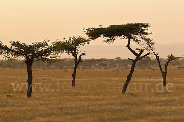 Aethiopien (Ethiopia)