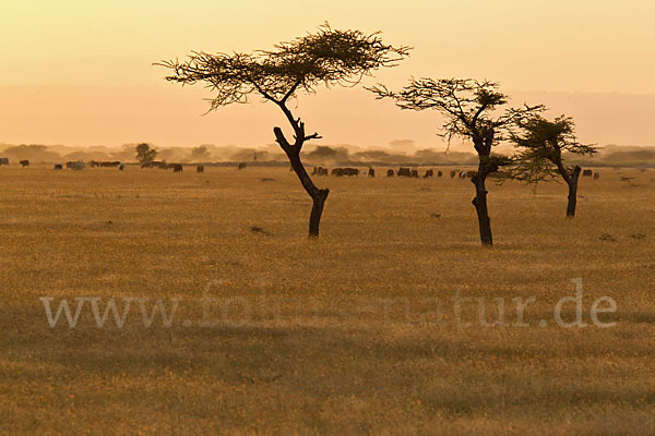 Aethiopien (Ethiopia)