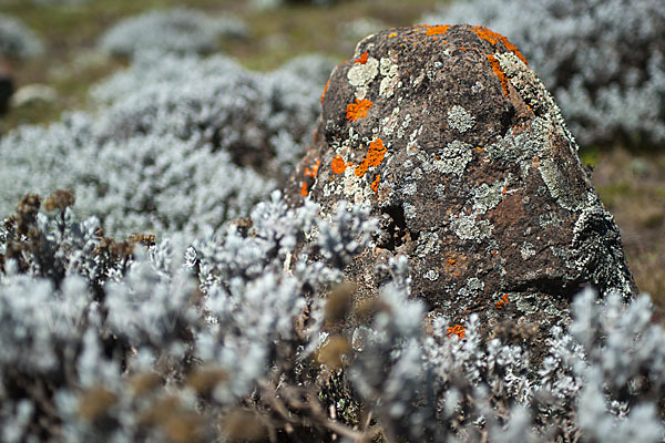 Aethiopien (Ethiopia)