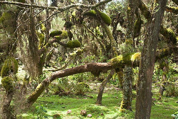 Aethiopien (Ethiopia)