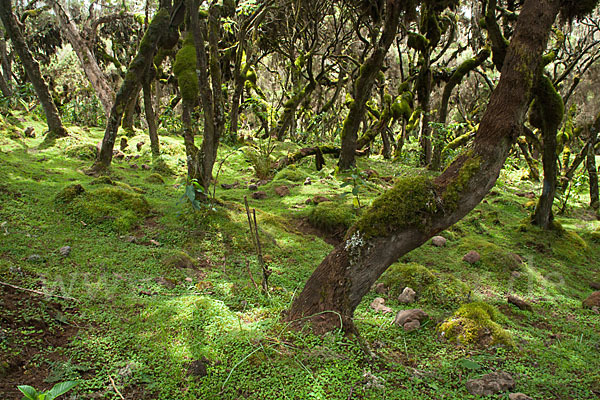 Aethiopien (Ethiopia)