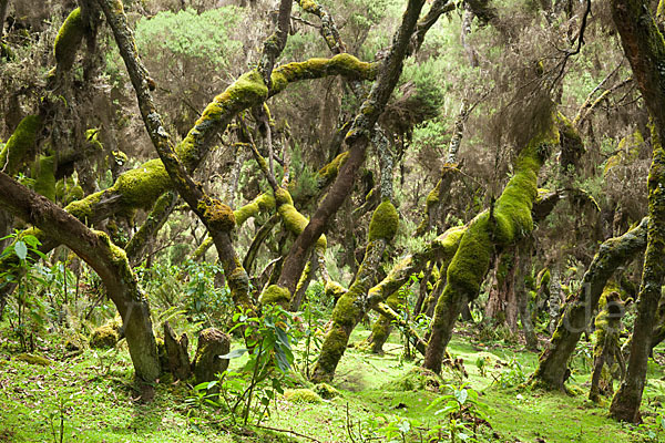 Aethiopien (Ethiopia)