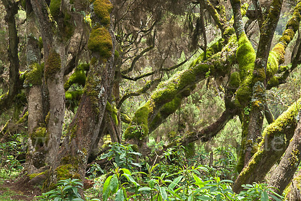 Aethiopien (Ethiopia)