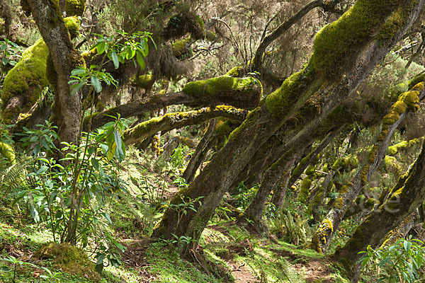 Aethiopien (Ethiopia)