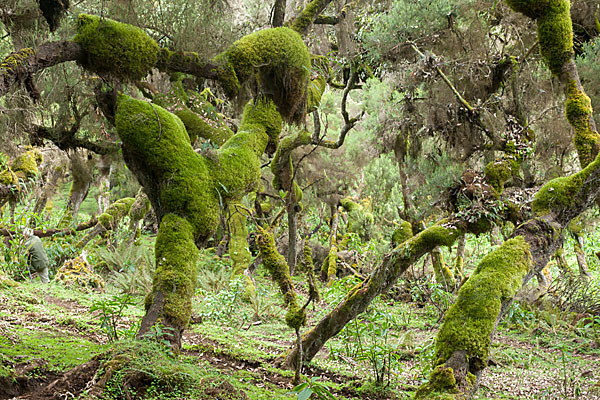 Aethiopien (Ethiopia)